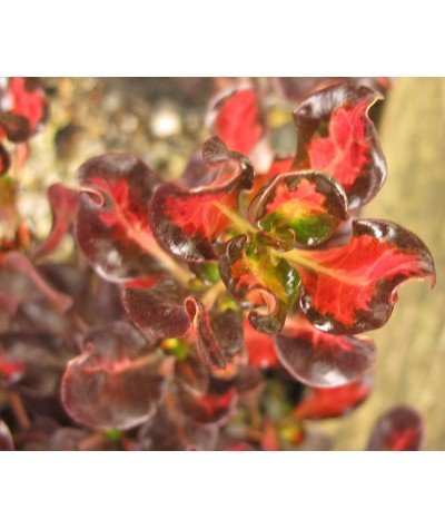 Coprosma repens Pacific Sunset (3lt)