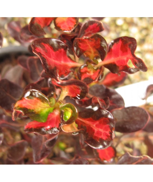 Coprosma repens Pacific Sunset (3lt)