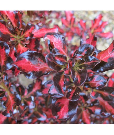 Coprosma repens Pacific Sunset (3lt)