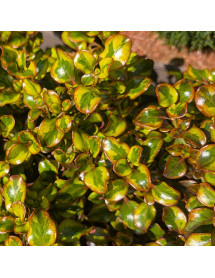 Coprosma repens Tequila Sunrise (5lt)
