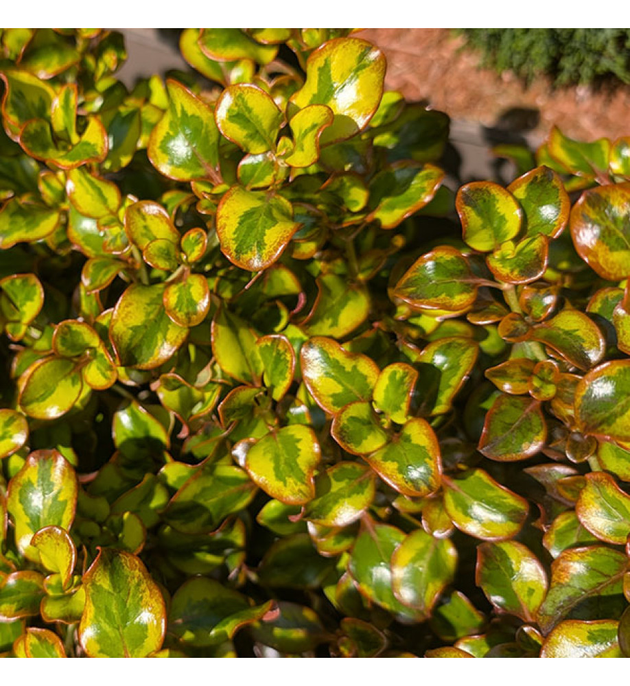 Coprosma repens Tequila Sunrise (5lt)