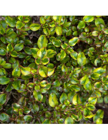Coprosma repens Tequila Sunrise (5lt) Coprosma repens Tequila Sunrise (5lt)