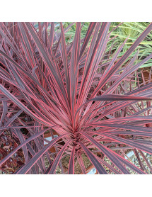 Cordyline australis Charlie Boy (4.5lt)