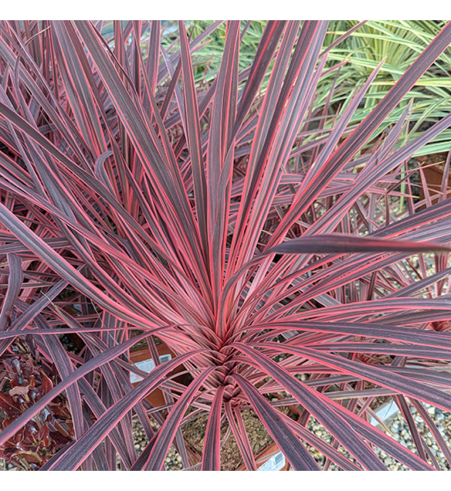 Cordyline australis Charlie Boy (4.5lt)