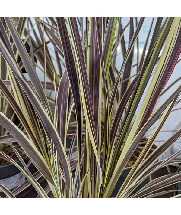 Cordyline Electric Flash (5lt) Cordyline Electric Flash (5lt)