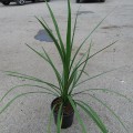 Cordyline Green Star (3lt)