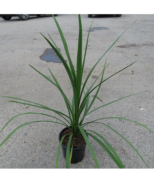 Cordyline Green Star (3lt)