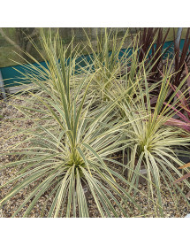 Cordyline Lime Passion (4.5lt)