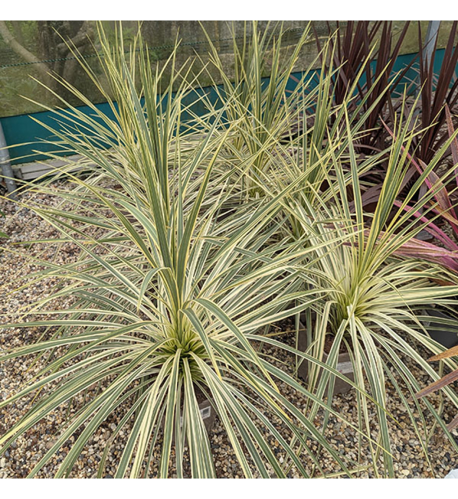 Cordyline Lime Passion (4.5lt)