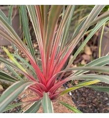 Cordyline australis Magic Star (1.5lt)