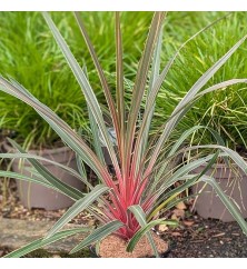Cordyline australis Magic Star (1.5lt) Cordyline australis Magic Star (1.5lt)