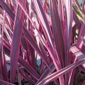 Cordyline australis Pink Passion (2lt)