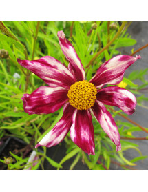 Coreopsis Cosmic Evolution (Big Bang Series) (1lt)