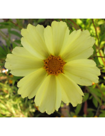 Coreopsis Full Moon (Big Bang series) (1lt)