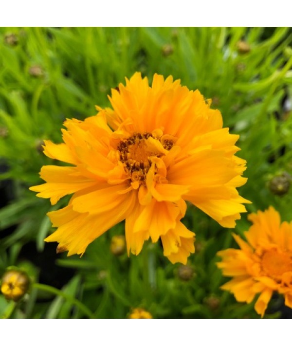 Coreopsis grandiflora Early Sunrise (1lt) Coreopsis grandiflora Early Sunrise (1lt)