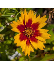 Coreopsis grandiflora Solar Jewel (1lt) Coreopsis grandiflora Solar Jewel (1lt)