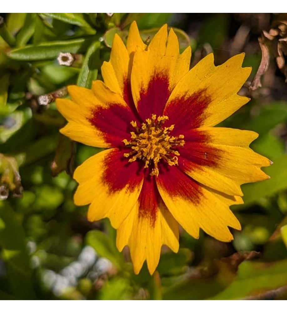 Coreopsis grandiflora Solar Jewel (1lt)