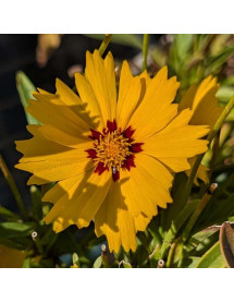 Coreopsis grandiflora Solar Mellow (1lt) Coreopsis grandiflora Solar Mellow (1lt)
