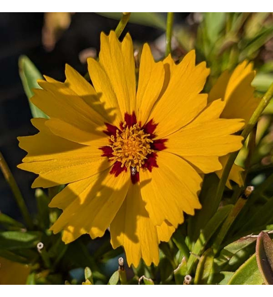 Coreopsis grandiflora Solar Mellow (1lt)