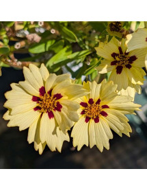 Coreopsis grandiflora solar Moon (Solar series) (1lt) Coreopsis grandiflora solar Moon (Solar series) (1lt)