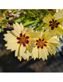 Coreopsis grandiflora solar Moon (Solar series) (1lt)