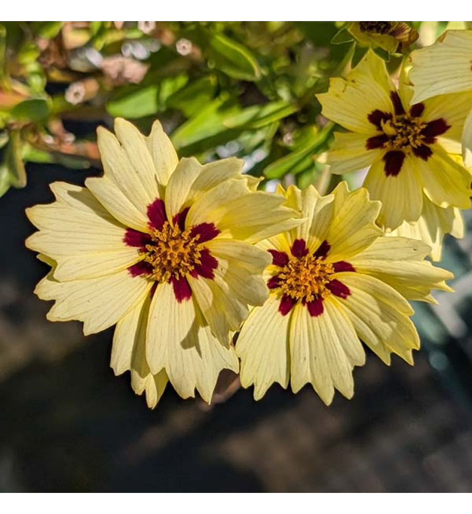 Coreopsis grandiflora solar Moon (Solar series) (1lt)