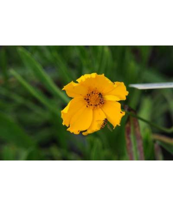 Coreopsis grandiflora Sunburst Coreopsis grandiflora Sunburst