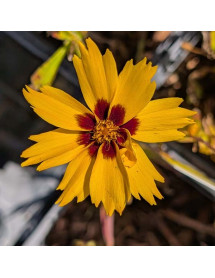 Coreopsis grandiflora SunKiss (1lt) Coreopsis grandiflora SunKiss (1lt)