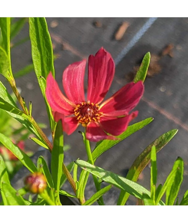 Coreopsis Ruby Frost (1lt)