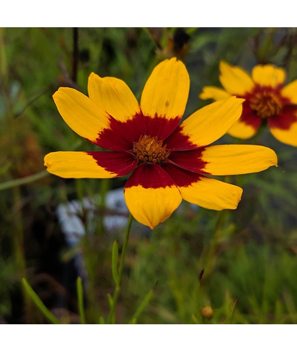 Coreopsis verticillata Sizzle & Spice 'Curry up' (1lt)