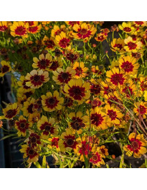 Coreopsis rosea Twinkerbells Sunrise (1lt) Coreopsis rosea Twinkerbells Sunrise (1lt)