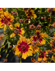 Coreopsis rosea Twinkerbells Copper (1lt) 