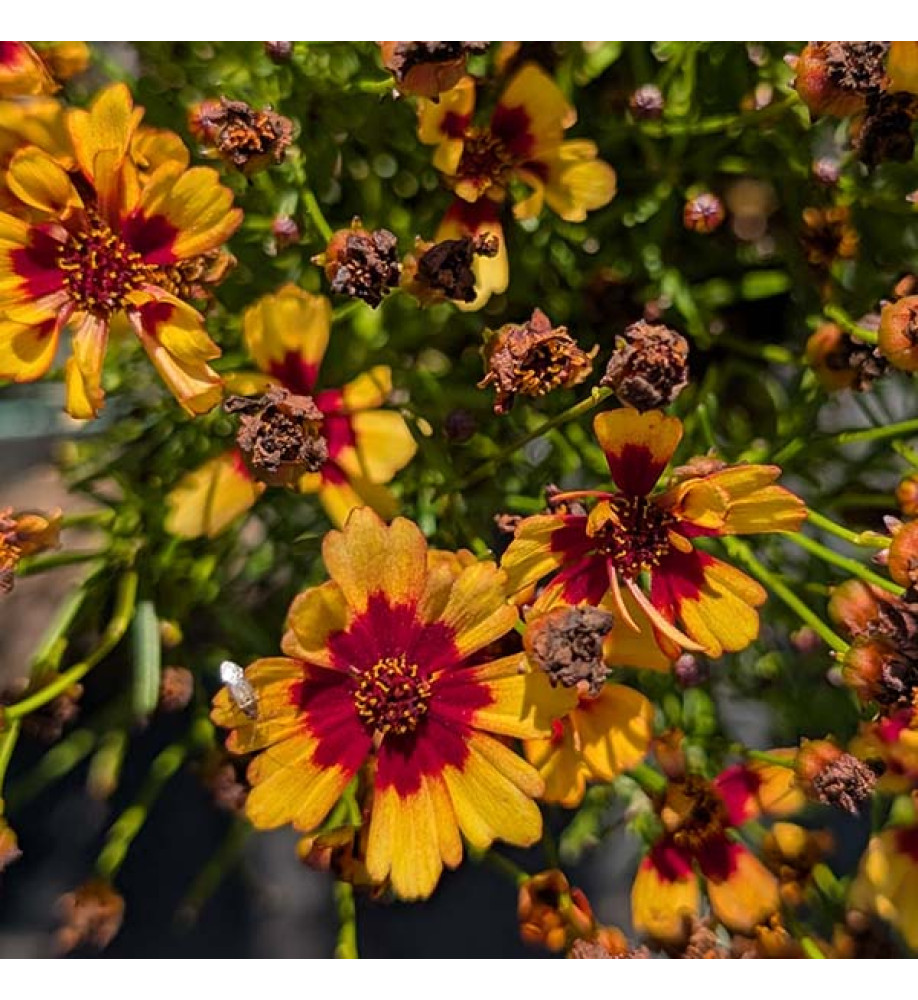 Coreopsis rosea Twinkerbells Copper (1lt) 