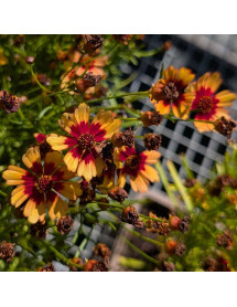 Coreopsis rosea Twinkerbells Copper (1lt) Coreopsis rosea Twinkerbells Copper (1lt)