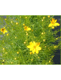 Coreopsis verticillata Grandiflora (1lt)