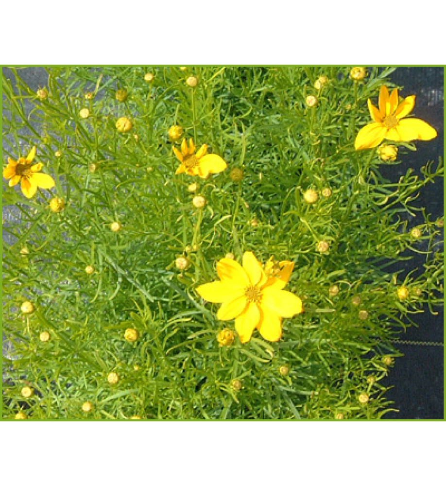 Coreopsis verticillata Grandiflora (1lt)