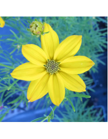 Coreopsis verticillata Grandiflora (1lt)