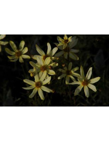 Coreopsis verticillata Moonbeam (1lt)