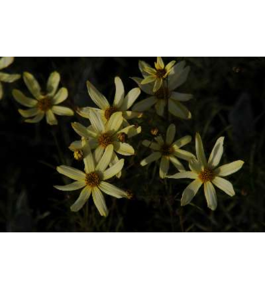 Coreopsis verticillata Moonbeam (1lt)