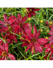 Coreopsis verticillata Sizzle & Spice Hot Paprika (1lt)