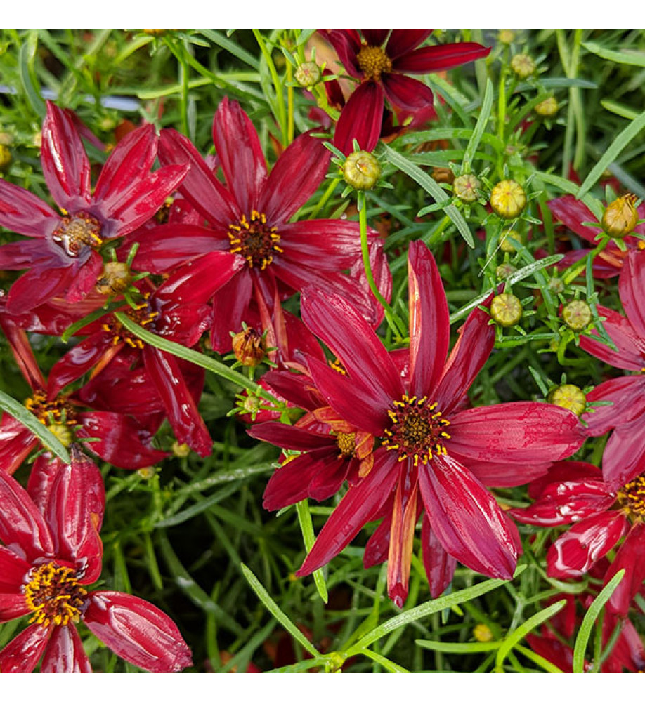Coreopsis verticillata Sizzle & Spice Hot Paprika (1lt)