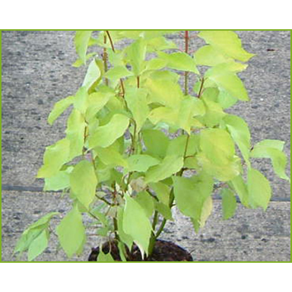 Cornus alba Aurea (3lt)