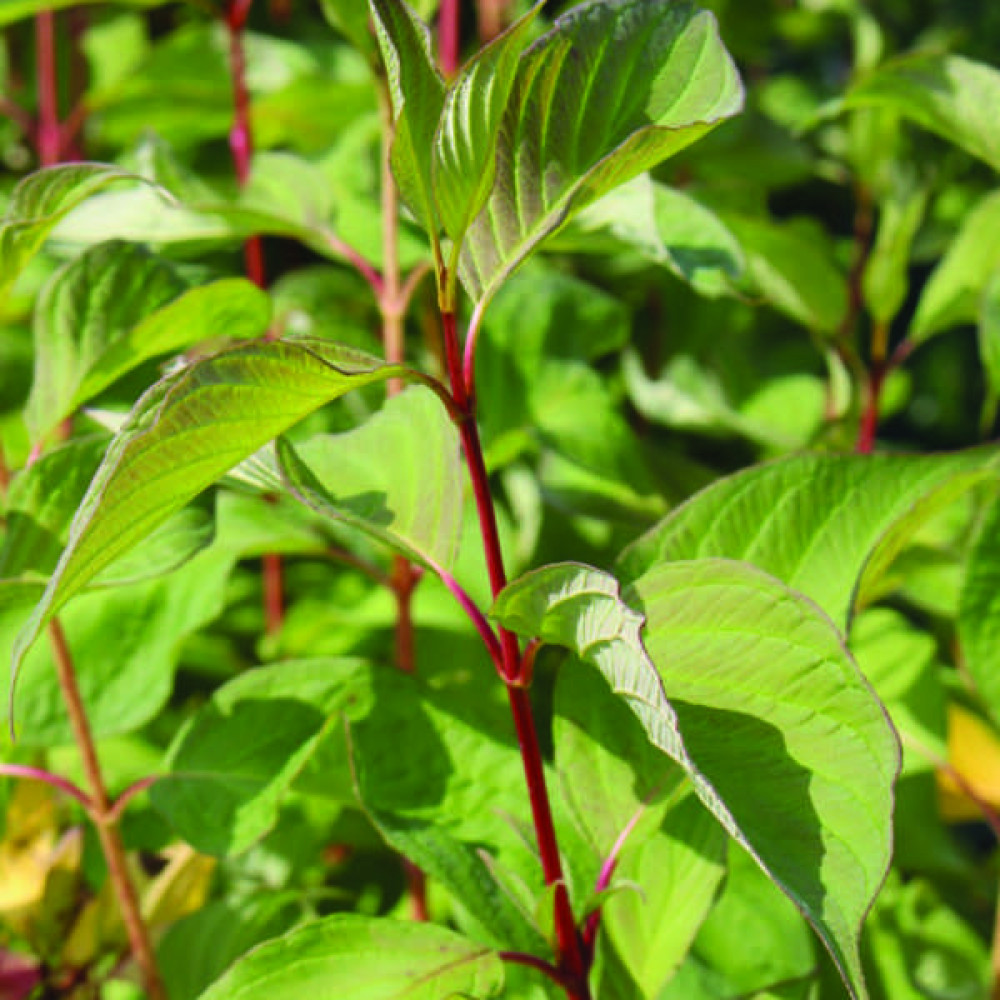 Cornus alba Baton Rouge (3lt)