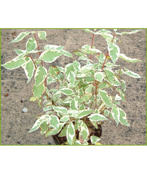 Cornus alba Elegantissima (3lt)