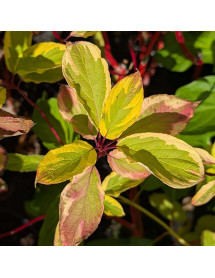 Cornus alba Gouchauittii (3lt)