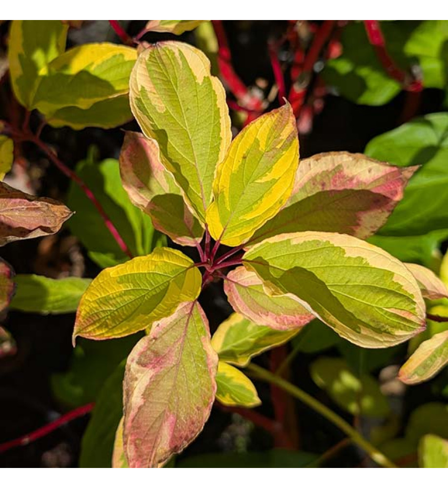 Cornus alba Gouchauittii (3lt)