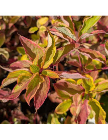 Cornus alba Gouchauittii (3lt)
