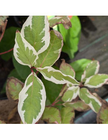 Cornus alba Ivory Halo (3lt)