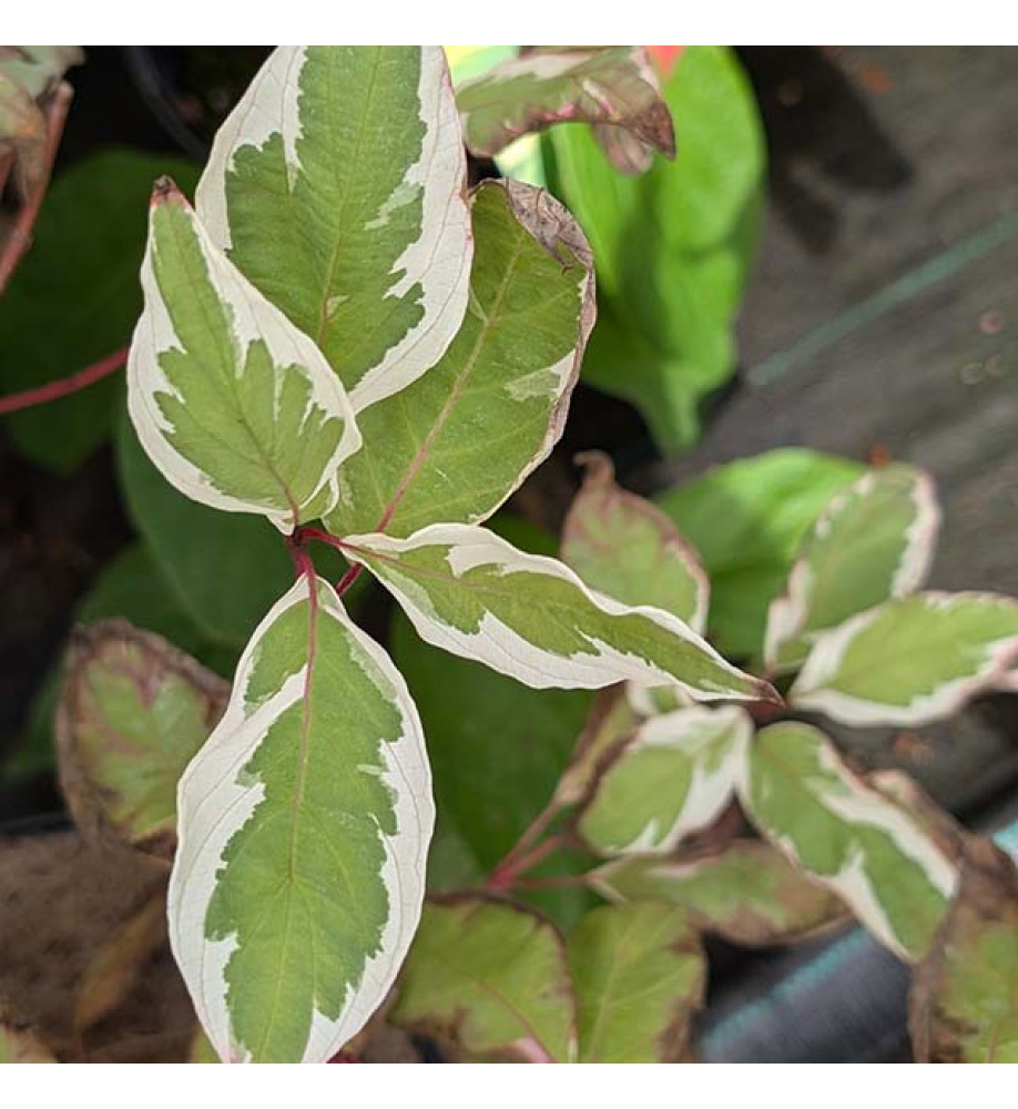 Cornus alba Ivory Halo (3lt)