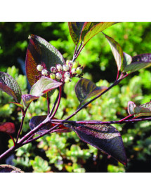 Cornus alba Kesselringii (3lt)